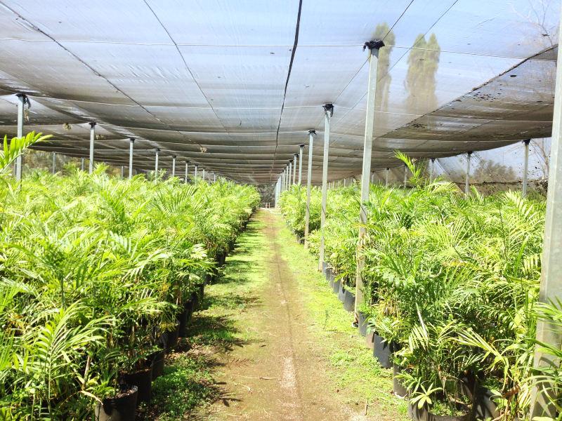 Meu viveiro é meu hobby e minha grande paixão